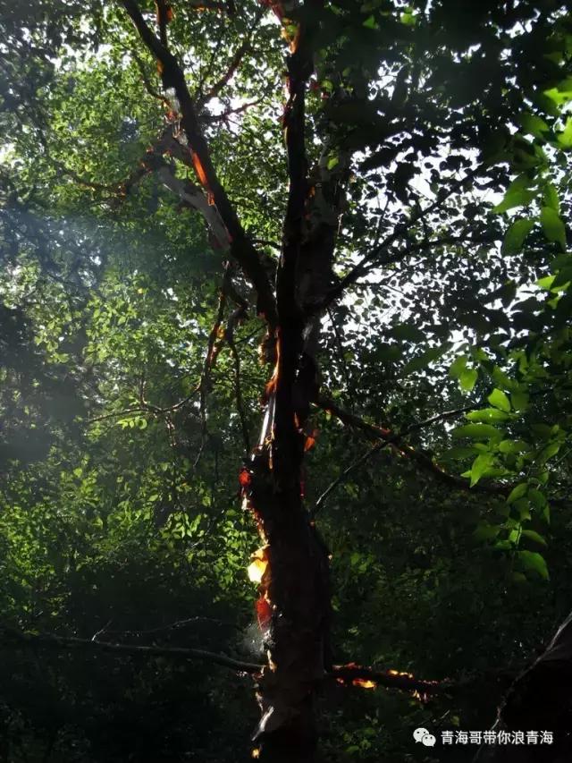 青海孟达天池门票多少,青海孟达天池景区全图