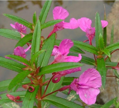 乡下老家房前屋后种了一大片的这种花，小姑娘拿它涂指甲！