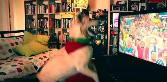 宠物狗兴奋的跟疯了一样,狗蹦蹦跳跳很激动