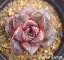 多肉，你小时候的样子太萌了，可千万别长大，长残