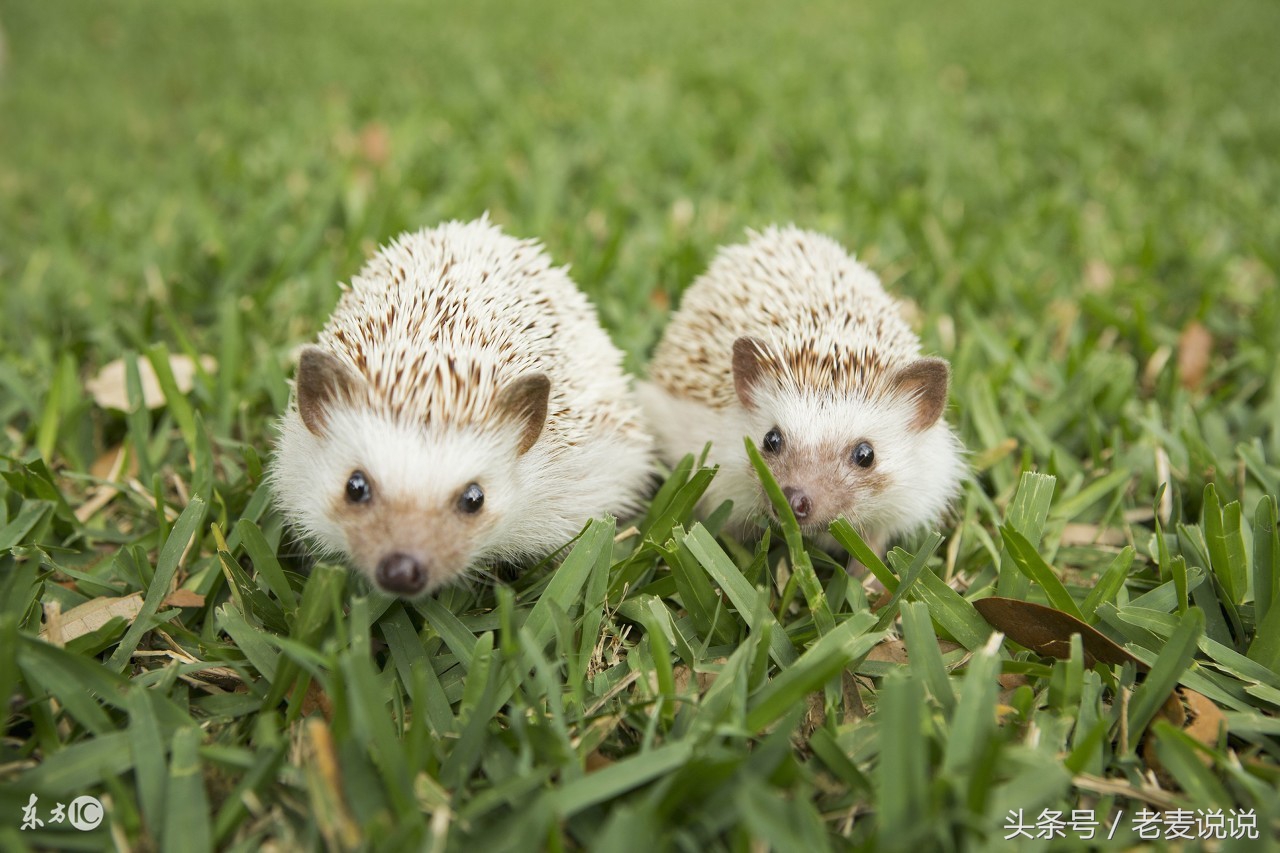 说出马的人结果都很惨对吗,说出马
