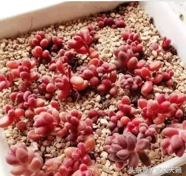 多肉，你小时候的样子太萌了，可千万别长大，长残