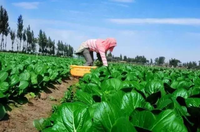 宁夏蔬菜疯狂暴涨，难道这真是台风惹的祸？广州江南0829菜价