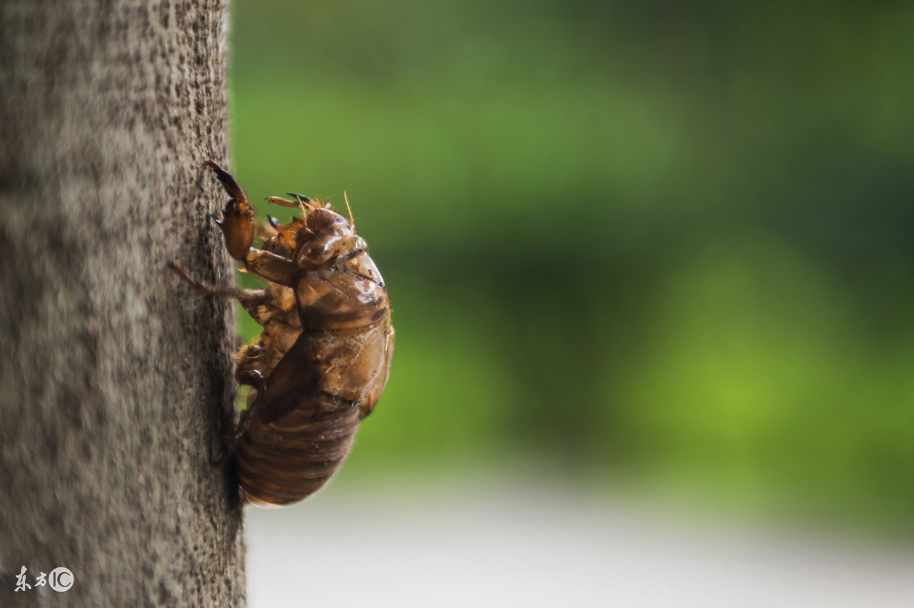 健脾祛湿皮肤痒方剂,温阳祛痹方剂治疗硬皮病案例