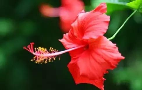 全世界各国的国花有哪些,世界各国国花有哪些