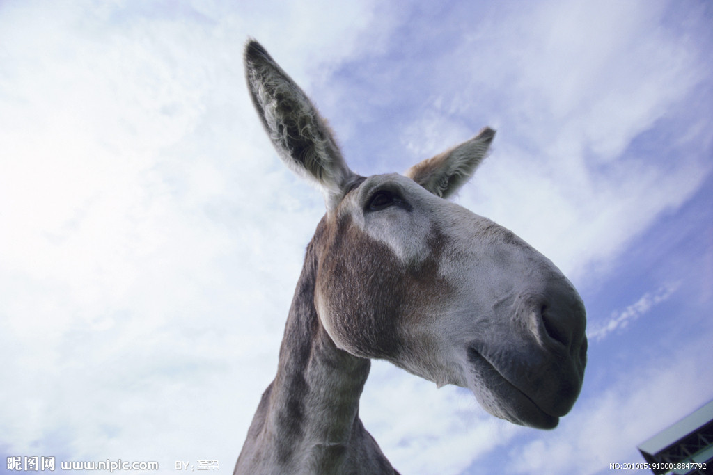 中国农民养这10动物不仅做宠物还赚钱,感情深了更是满满地感动