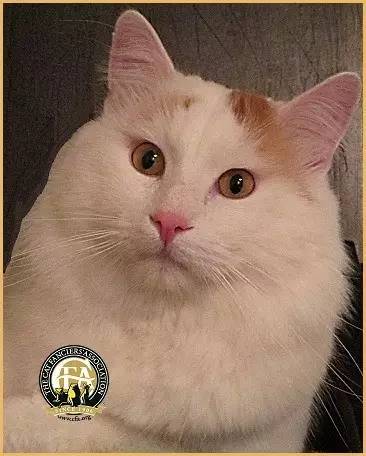 土耳其梵猫可以养吗,世界上最贵的猫品种