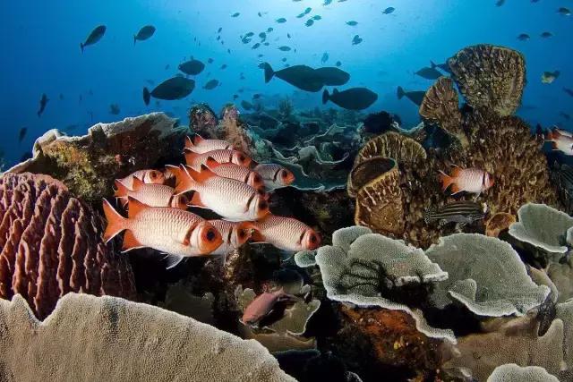 爱上邮轮的十个理由,爱上潜水的理由