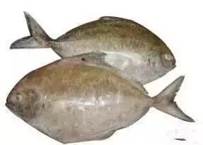 羊口开海！倒计时一天！第一网吃起来！看完哈喇子流一地