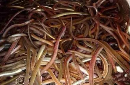 羊口开海！倒计时一天！第一网吃起来！看完哈喇子流一地