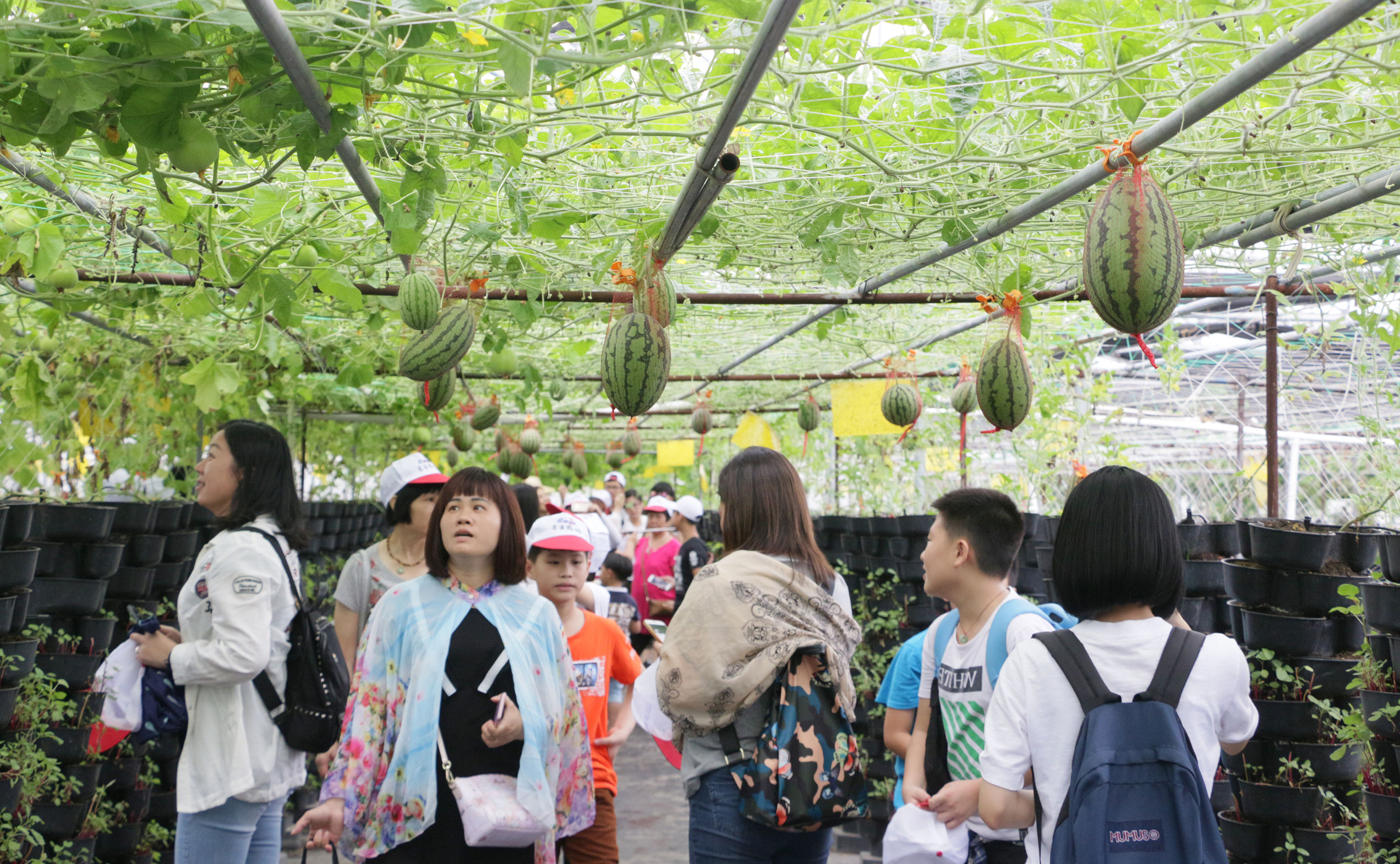 揭秘有机蔬菜种植技术论文,有机蔬菜种植技术加盟