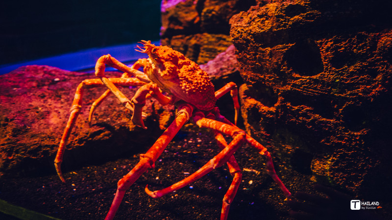 带你一起去泰国看海,回忆那年在泰国踏浪看海