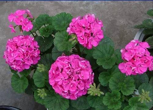 9月不翻盆来年开花少