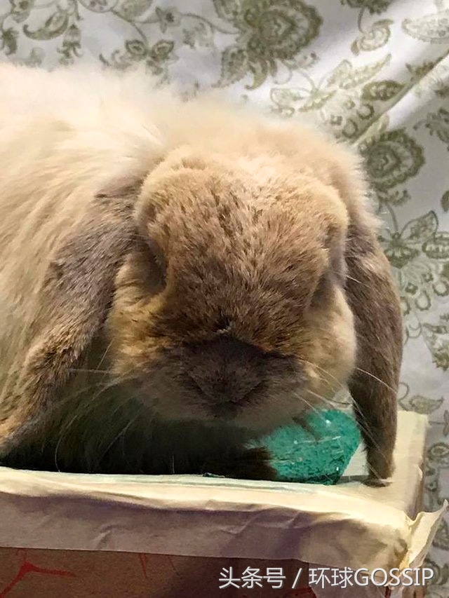 兔子牙齿弯怎么治疗,兔子牙齿逆生长能治好吗