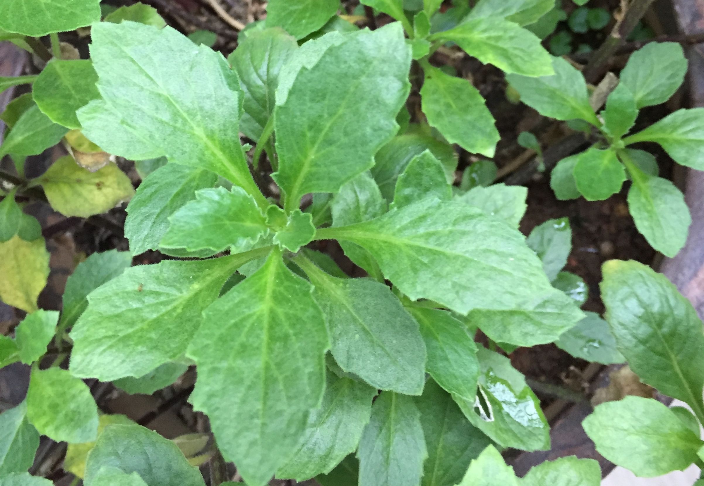 孕妇感冒牙痛耳心痛怎么办,怀孕晚期牙疼偏方