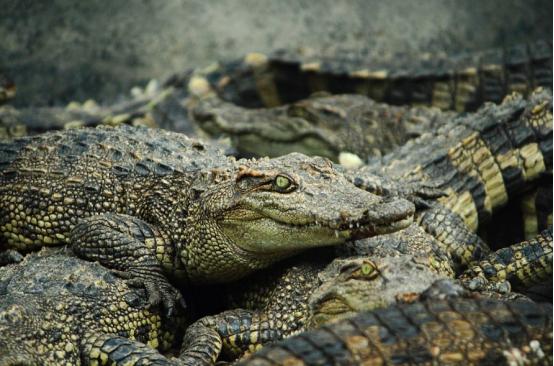 看起来差不多价格相差甚远,各类鳄鱼皮的价位