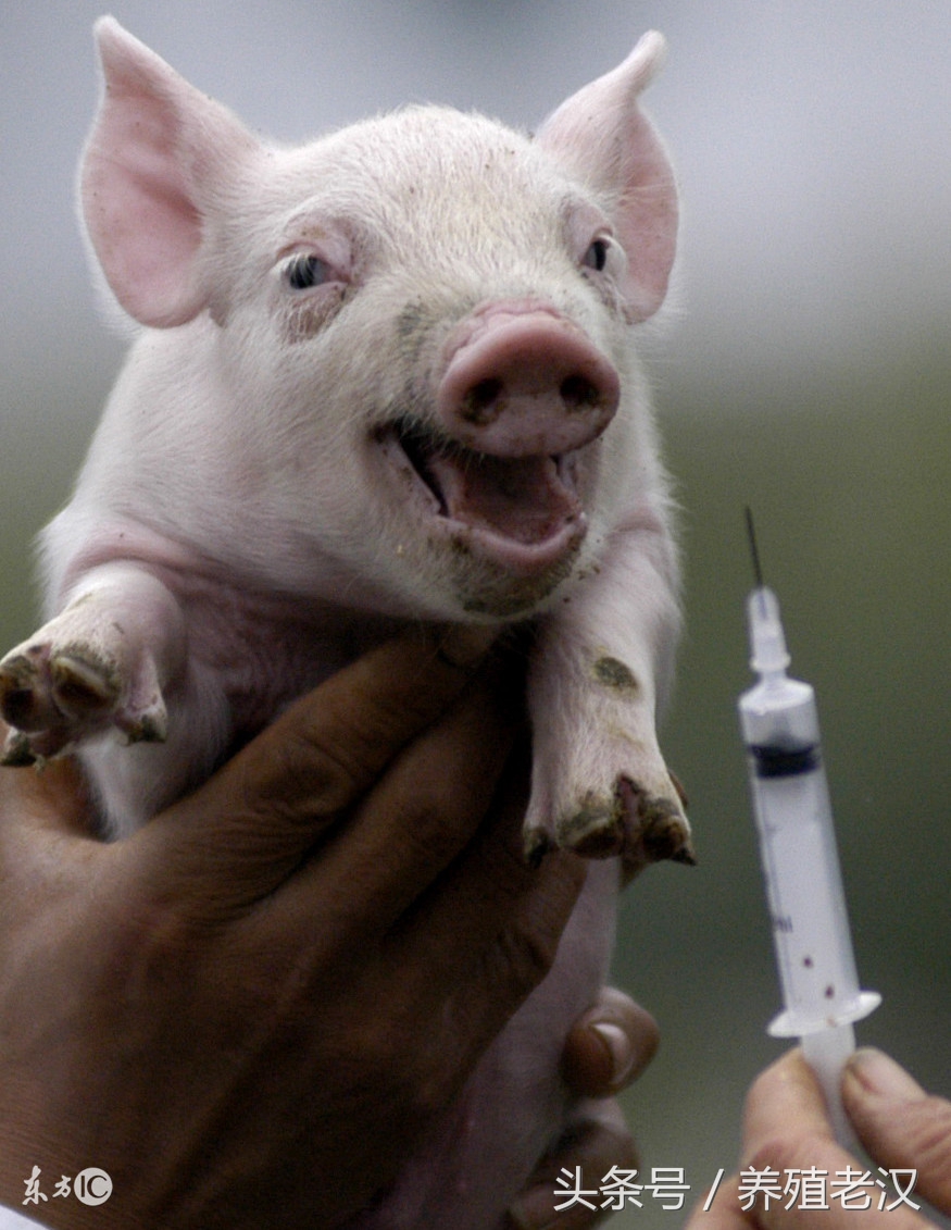 猪病诊断与治疗视频教程,仔猪感染最佳治疗方法