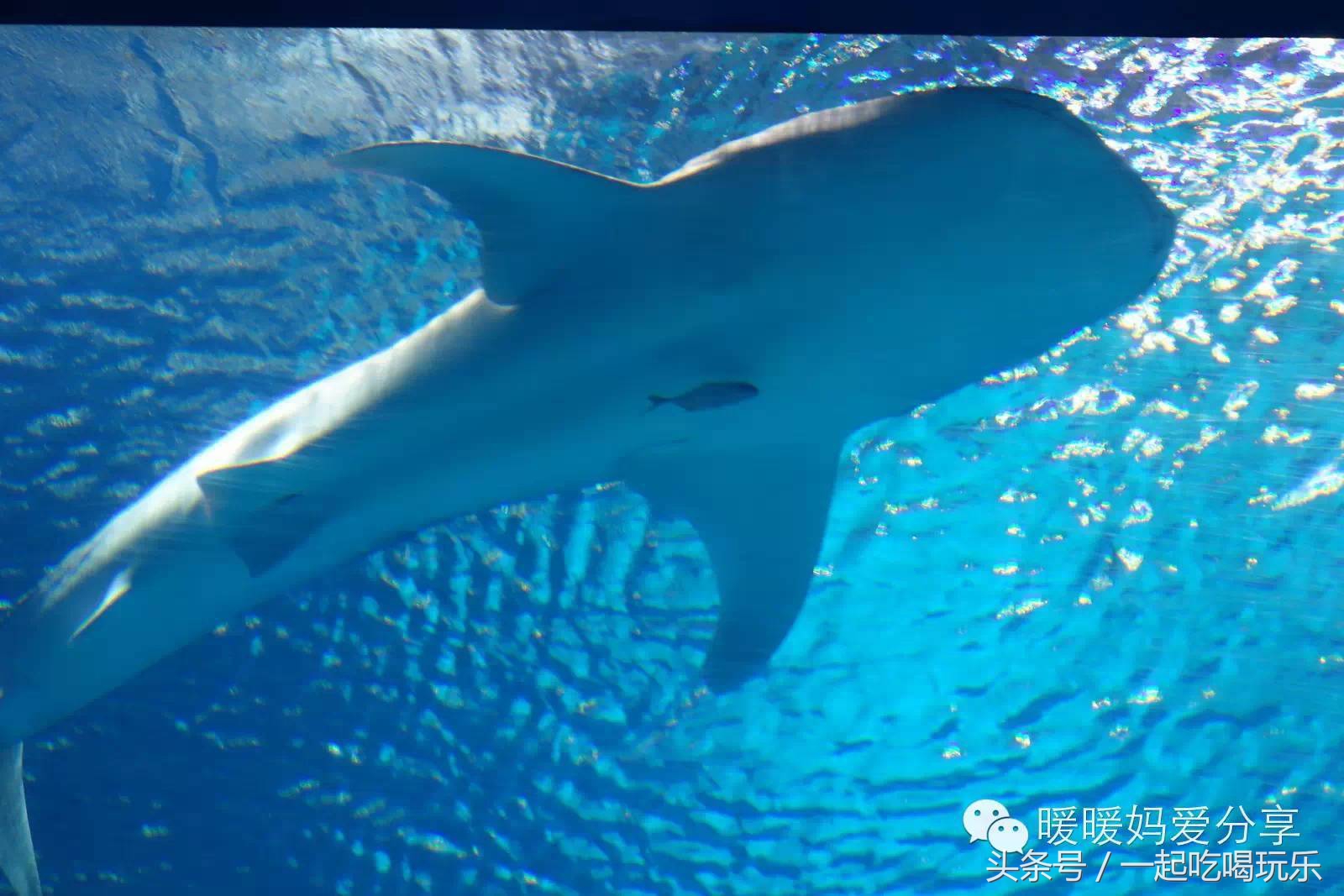 珠海长隆企鹅酒店攻略亲子游,长隆攻略亲子游三天住什么酒店