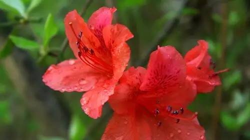 铲屎官养宠物的正确方法,铲屎官如何对待死掉宠物