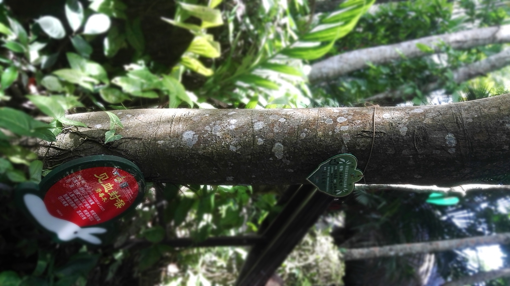 何必去南美，呀诺达热带雨林就有无数宝藏