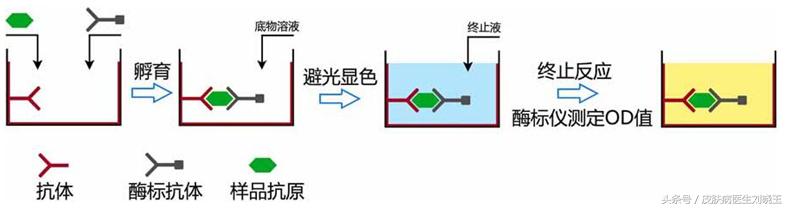 白癜风毛发变白治疗手段,白癜风是主流的治疗手段啥意思