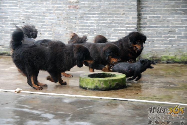 陈荣华北海,北海人的一天