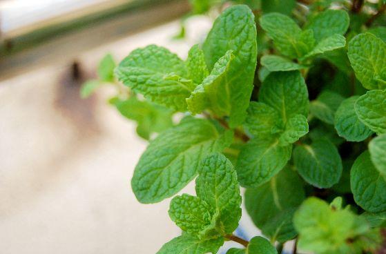 现在能种薄荷吗,现在种薄荷是真的吗