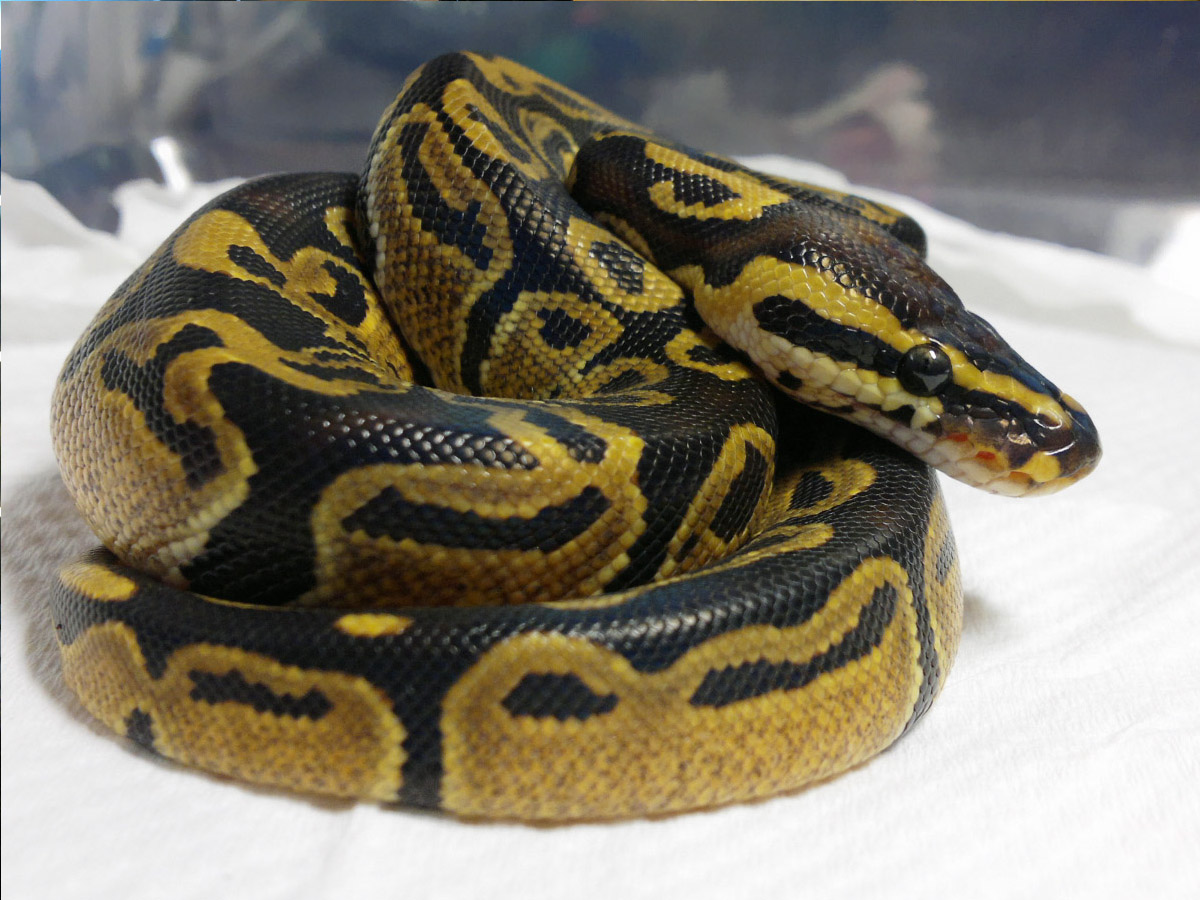 农民饲养各种动物,中国农民养六畜视频