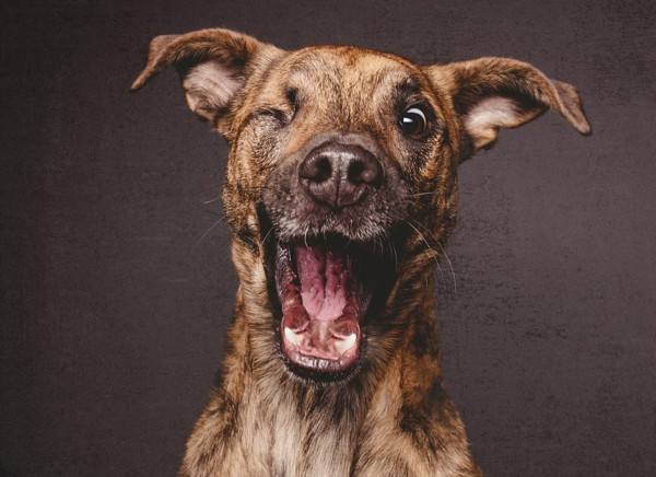 说说狂犬病那点事儿,告诉你真相得狂犬病有多难