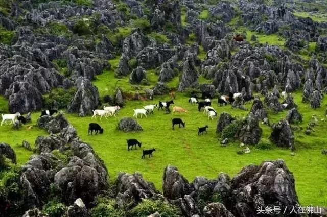 从佛山坐高铁到普者黑从哪进站,佛山西怎么坐高铁到普者黑