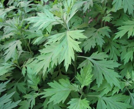 家有三年艾,郎中不用来!没想到这种草这么牛!