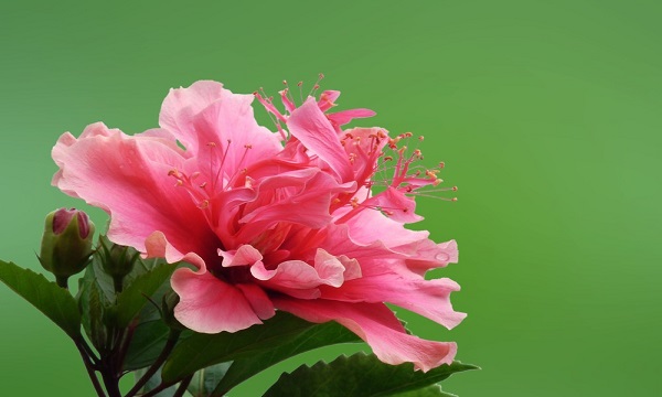 我国的国花是什么花正确答案,我国的国花是什么花