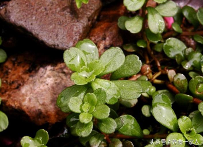 养鸡防病土方法,养鸡技巧大蒜喂鸡的好处