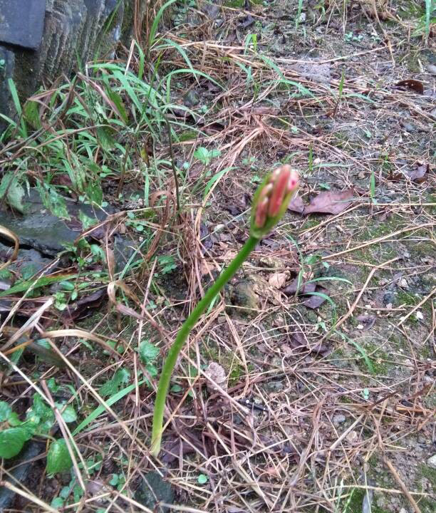 黑白色的曼珠沙华 (粉红色的曼珠沙华)