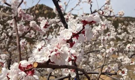 烟台踏青最佳方案,烟台最好的踏青方法是什么