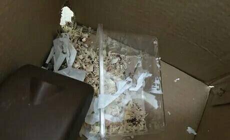 仓鼠越狱后很多小时才发现怎么办,仓鼠越狱怎么安慰