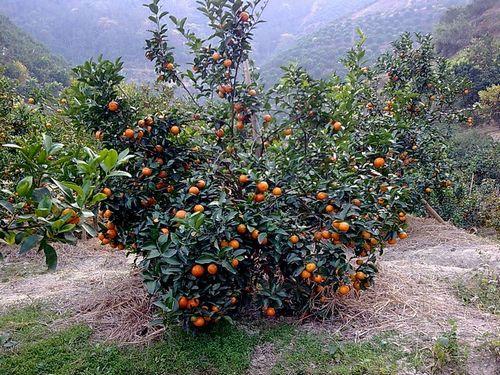 砂糖橘禁忌,沙糖桔肥料用多了怎么解决