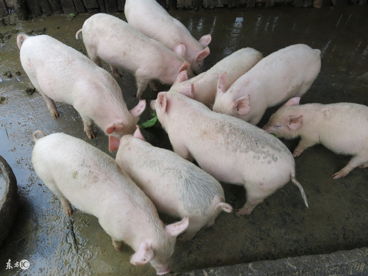 猪腹泻特效药配方,治疗猪腹泻顺口溜