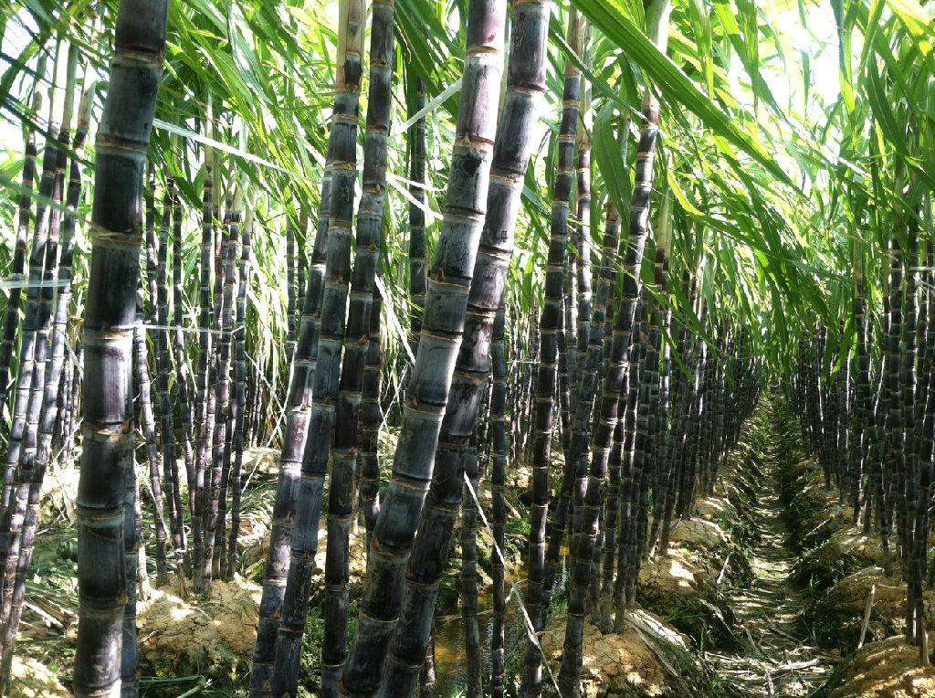 广西玉林人口大镇,广西玉林第一县