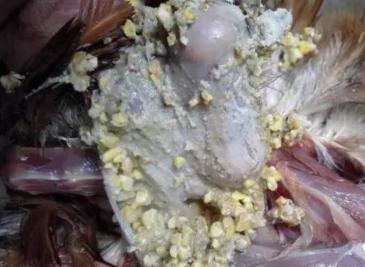 鸡霉菌的最佳防治方法,鸡绿脓杆菌病如何预防