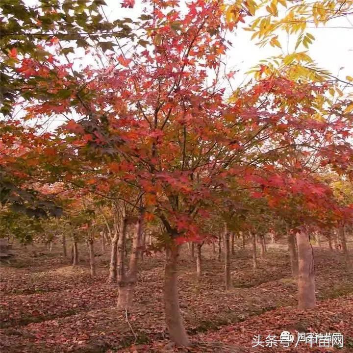 五角枫树下好多小五角枫怎么移栽,五角枫怎么养才好