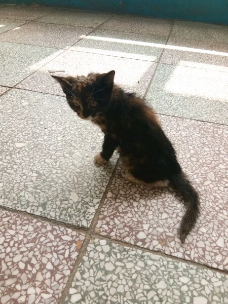 捡到一只小奶猫后续,捡到一只还未睁眼的小奶猫怎么办