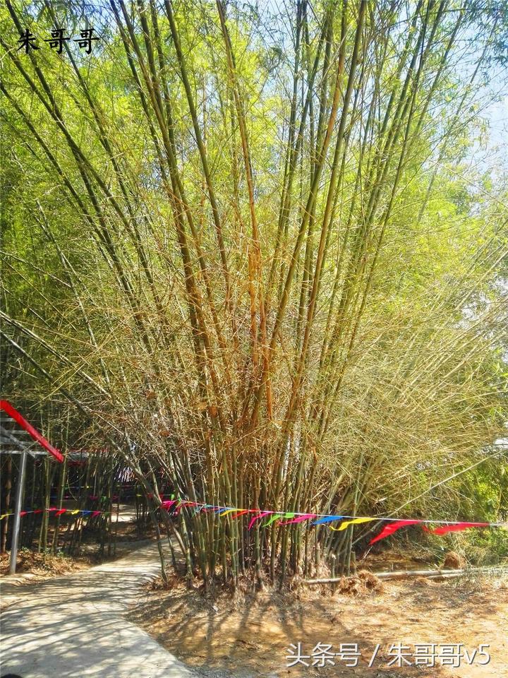 横县校椅镇马毕村茉莉庄园,广西横县茉莉庄园