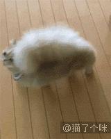 半夜醒来看到二哈放大的脸,女主一觉起来发现二哈变成了秃头