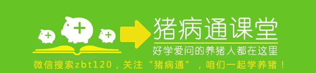 原来母猪产程长的危害那么多！