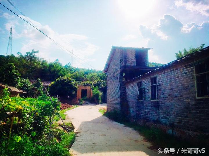 横县校椅镇马毕村茉莉庄园,广西横县茉莉庄园