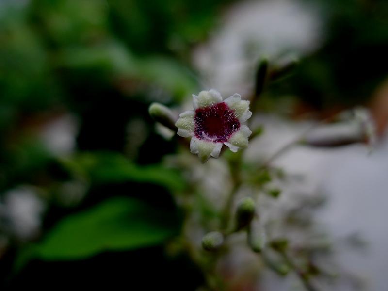 鸡屎藤能祛邪避病,臭鸡屎藤的危害