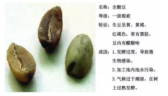 喝了咖啡恶心呕吐是什么原因,喝咖啡后恶心呕吐是怎么回事