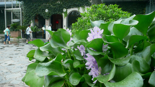 马未都八棱葫芦,水葫芦马未都视频