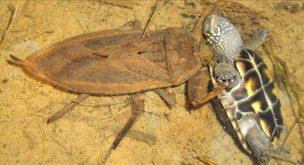 世界泰坦昆虫,可怕昆虫介绍